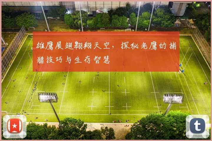 雄鹰展翅翱翔天空，探秘老鹰的捕猎技巧与生存智慧